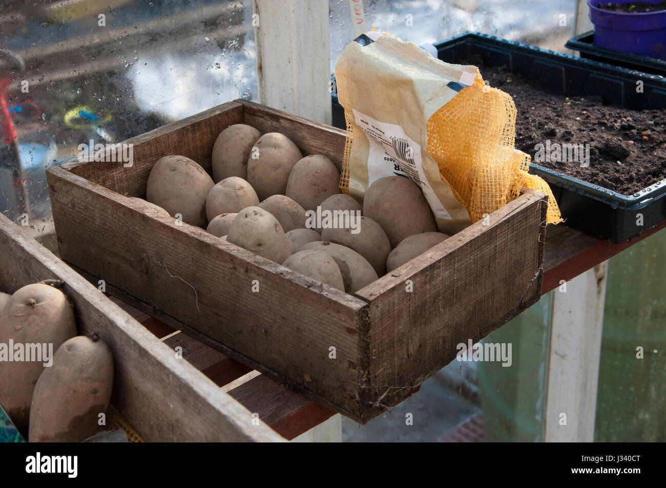 Saatkartoffeln in Holzkiste in einem Gewächshaus, Chipping, Lancashire.UK Stockfoto