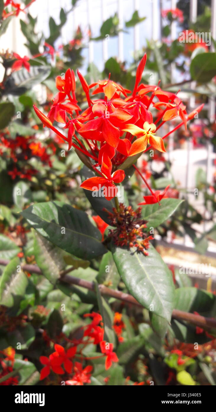 Rote Blumen Stockfoto