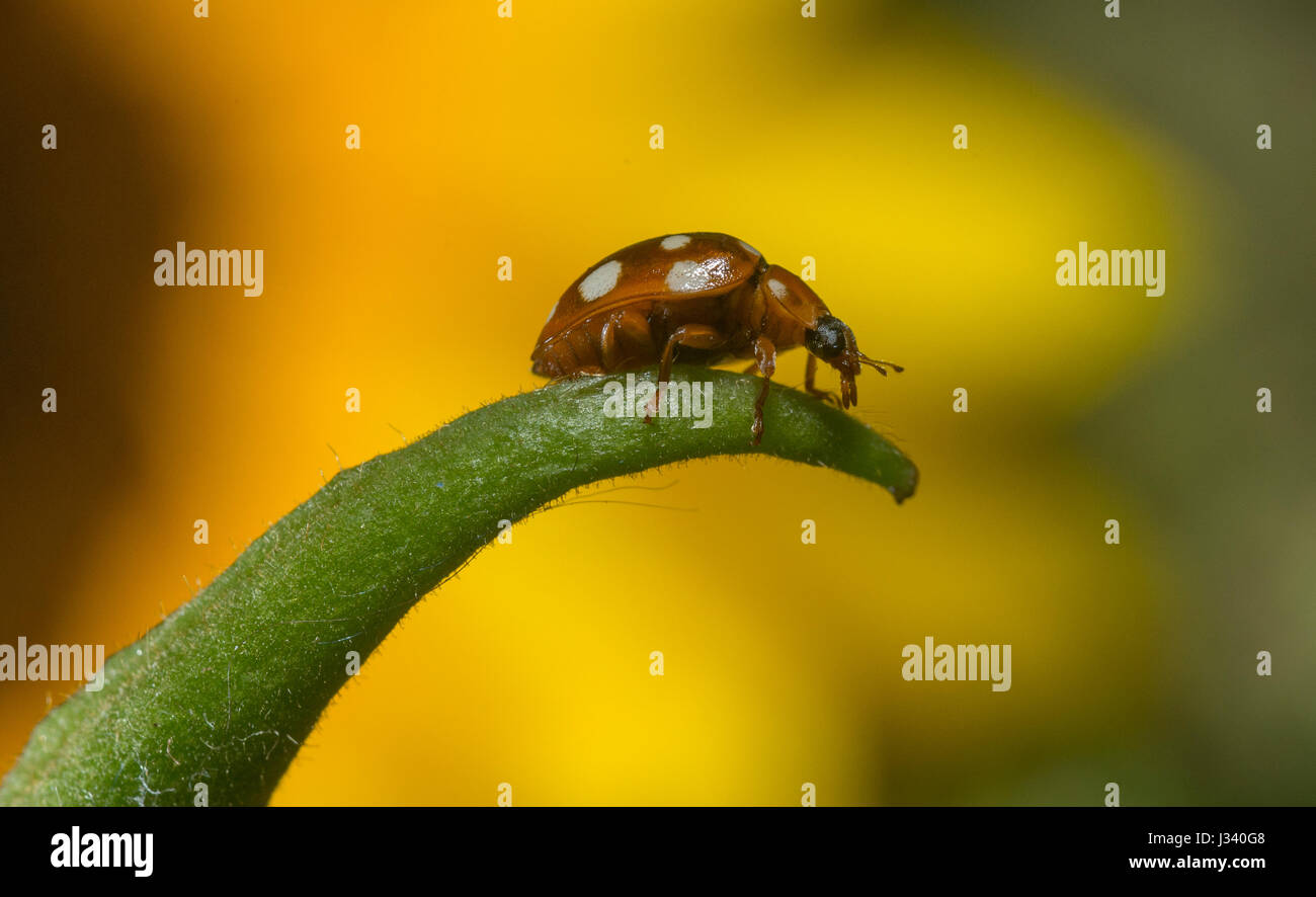 Calvia 14-Guttata, Creme-Spot Ladybird, Chipping, Lancashire. Stockfoto