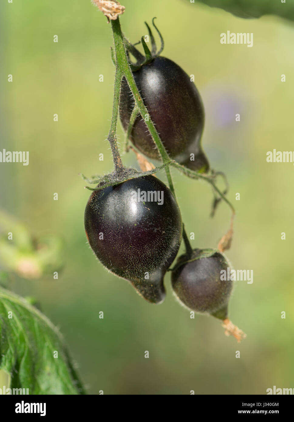 Schwarze Tomaten im Garten Gewächshaus, Chipping, Lancashire. Stockfoto