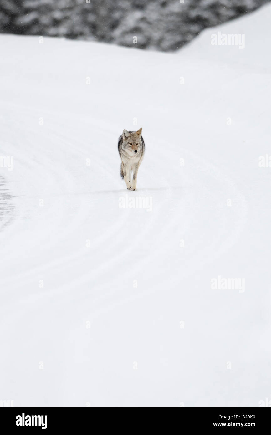 Kojote / Kojote (Canis Latrans), im Winter, entlang einer Straße zu vermeiden, zu Fuß durch den tiefen Schnee, typisches Verhalten, Yellowstone NP, USA. Stockfoto