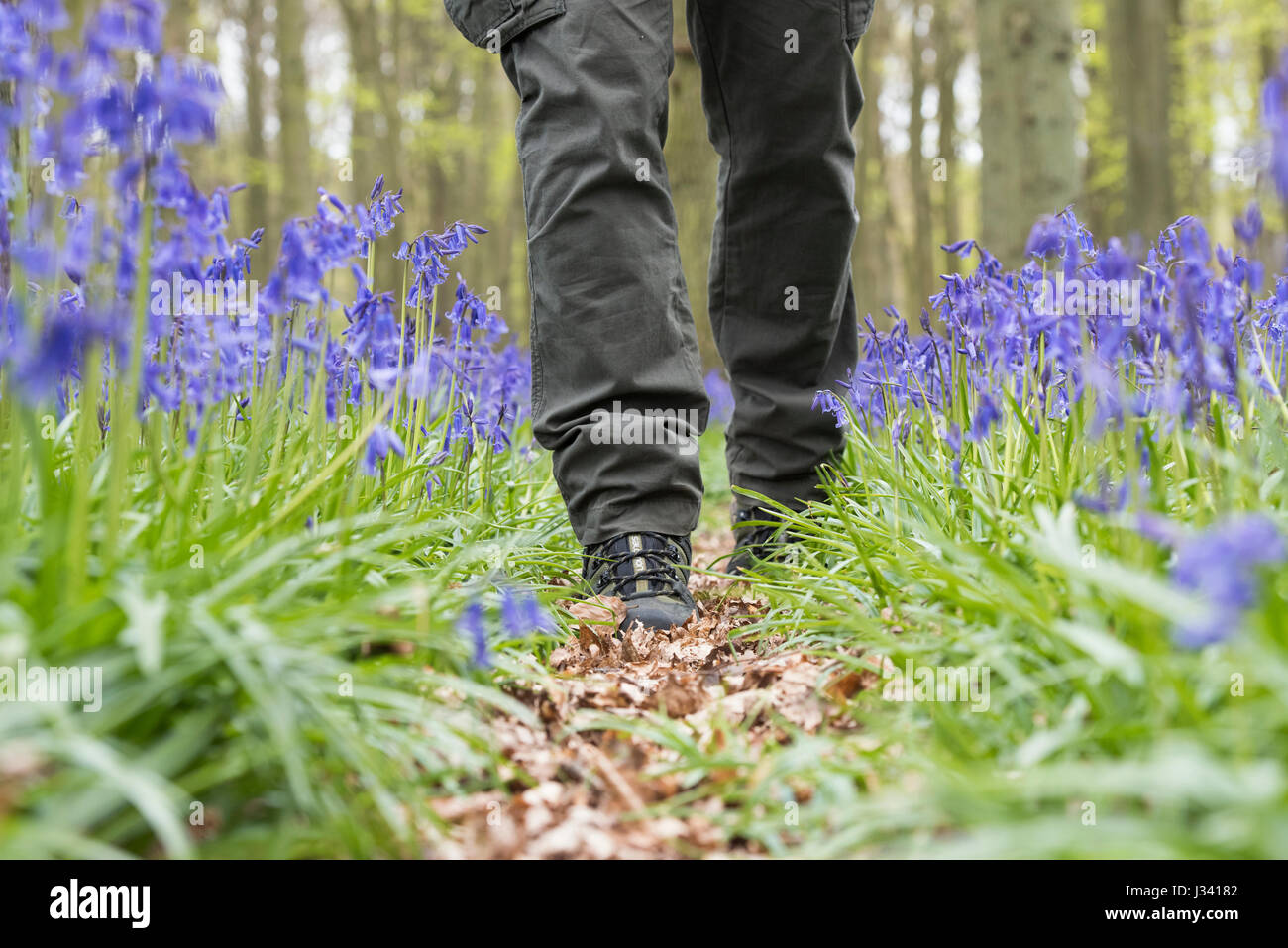 Mann zu Fuß durch ein Bluebell Holz Wanderschuhe tragen. Oxfordshire. VEREINIGTES KÖNIGREICH. Selektiven Fokus Stockfoto