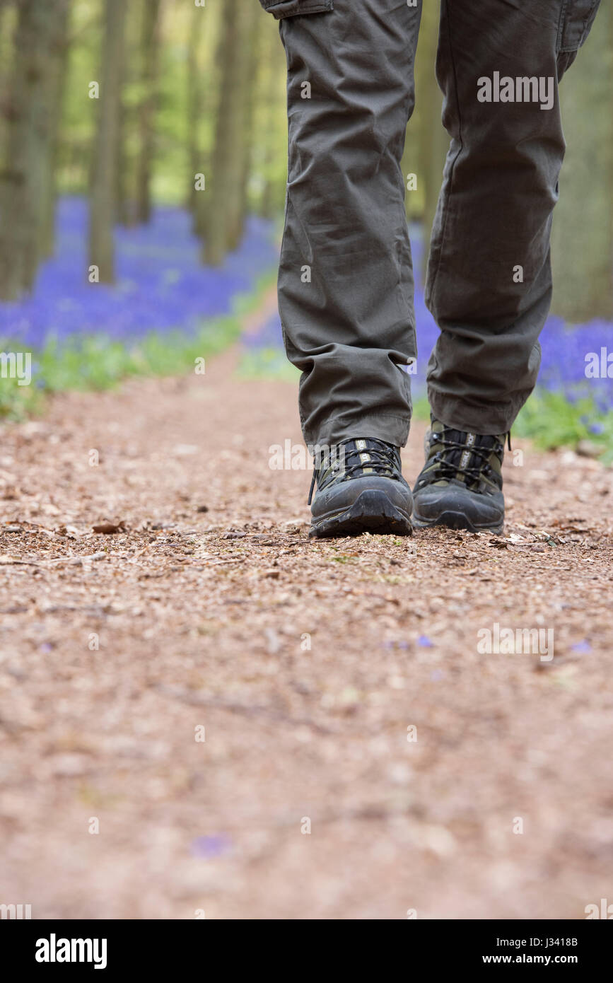 Mann zu Fuß durch ein Bluebell Holz Wanderschuhe tragen. Oxfordshire. VEREINIGTES KÖNIGREICH. Selektiven Fokus Stockfoto