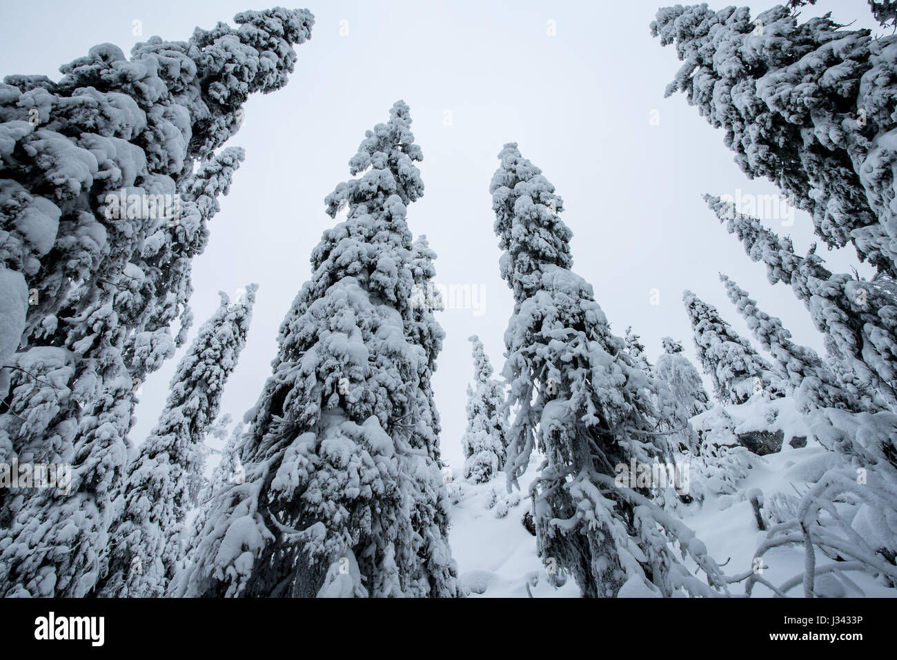 Bäume mit Krone Schneelast im Nationalpark Koli, Finnland Stockfoto