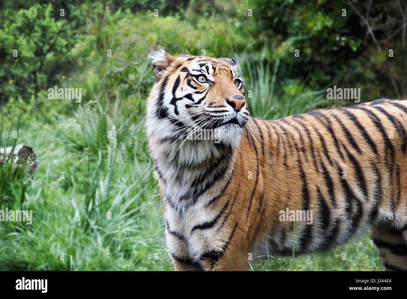 Junge Exemplare der Sumatra-Tiger, verschieben auf der Lichtung. Stockfoto