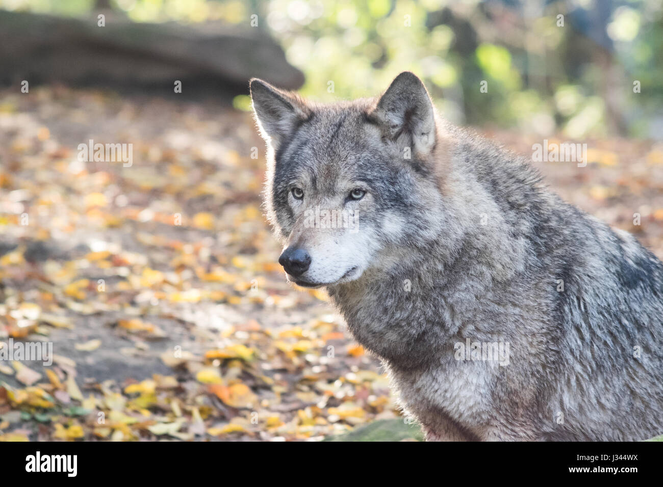 Europäischer Wolf Canis Lupus Lupus ich Blijdorp Zoo in Rotterdam, Niederlande. Schuss mit einigen Gegenlicht Hervorhebung schönes graues Fell. Stockfoto