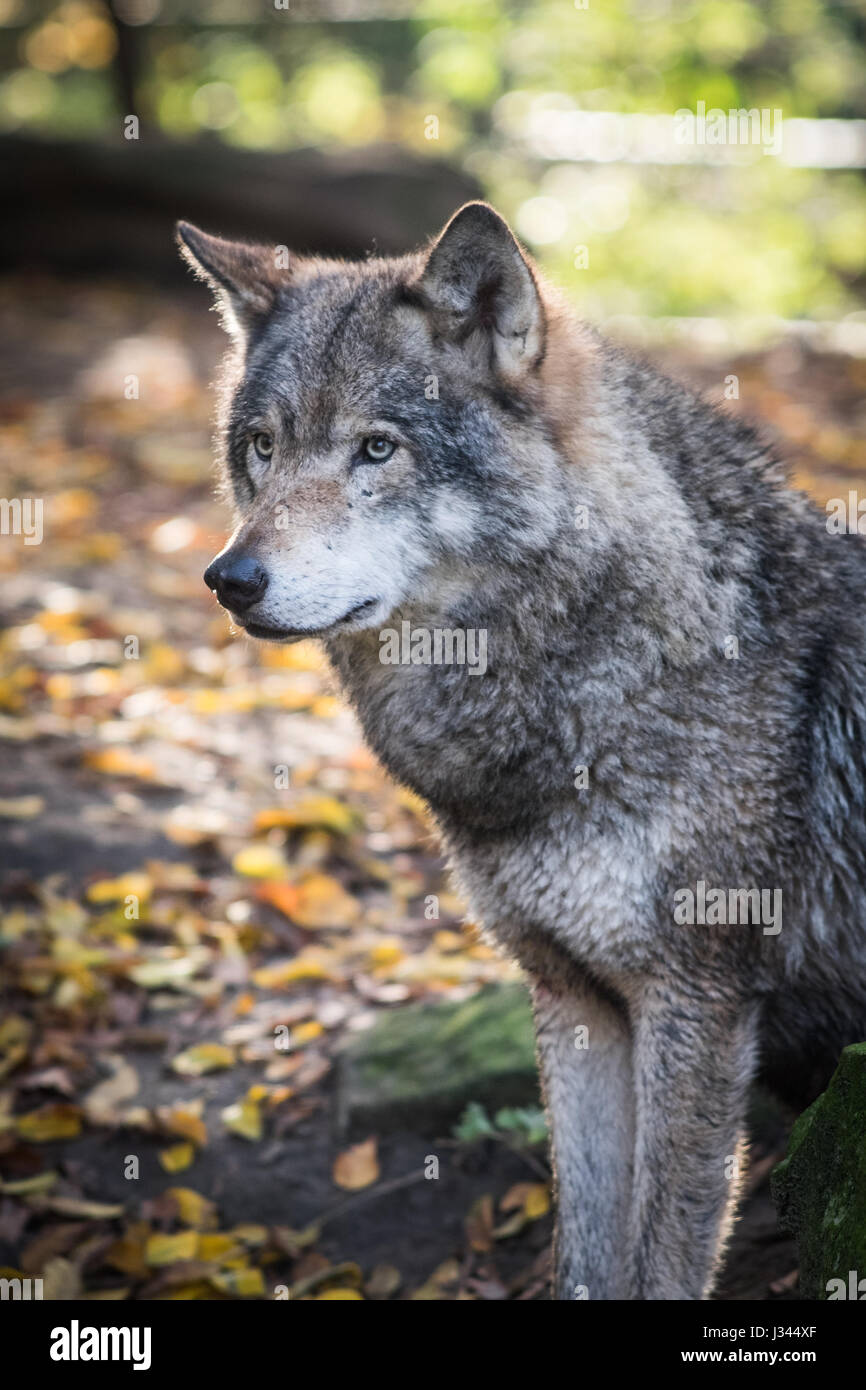 Europäischer Wolf Canis Lupus Lupus ich Blijdorp Zoo in Rotterdam, Niederlande. Schuss mit einigen Gegenlicht Hervorhebung schönes graues Fell. Stockfoto