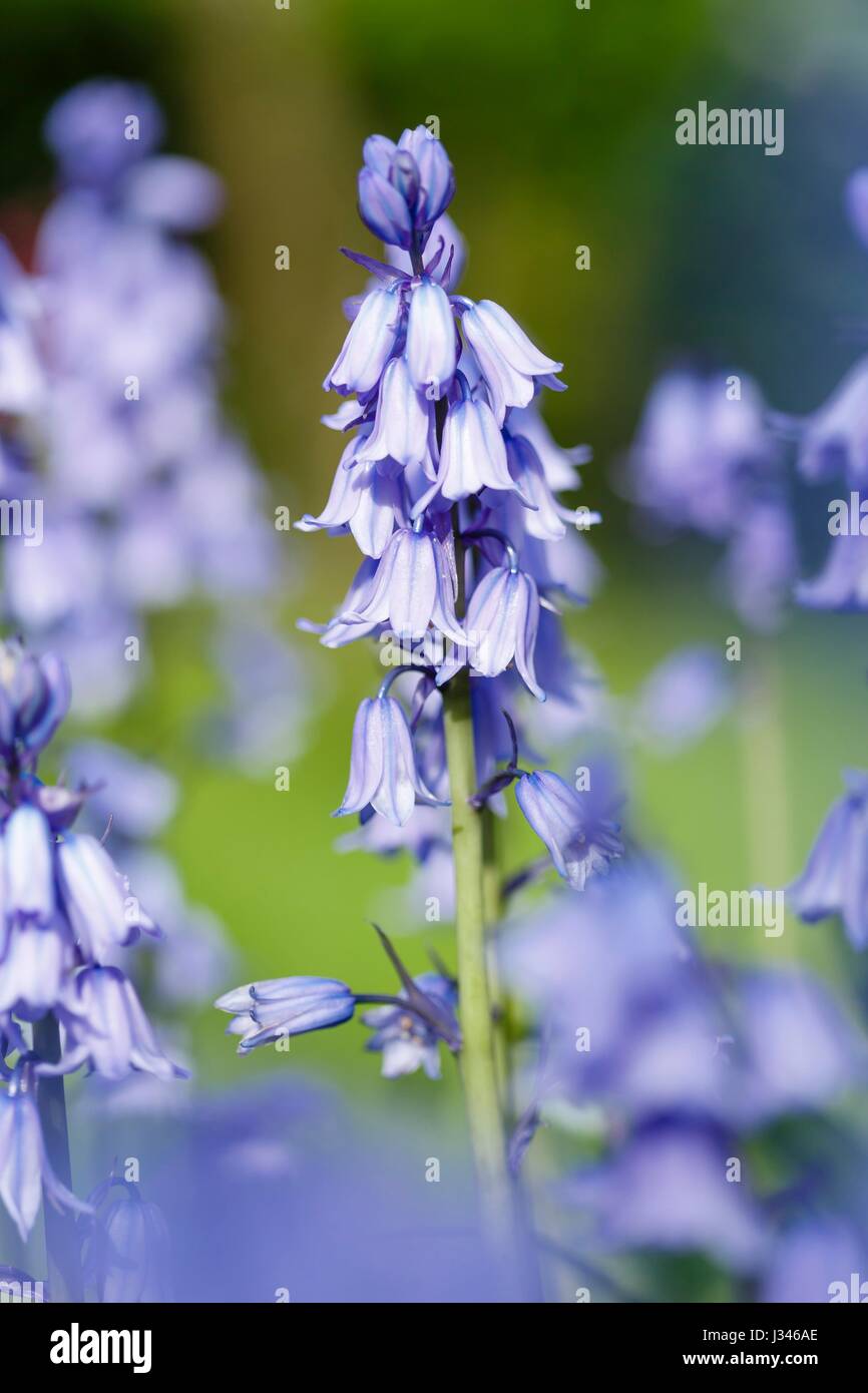 Nahaufnahme von Bluebell Blumen blauen Glocke Garten Stockfoto