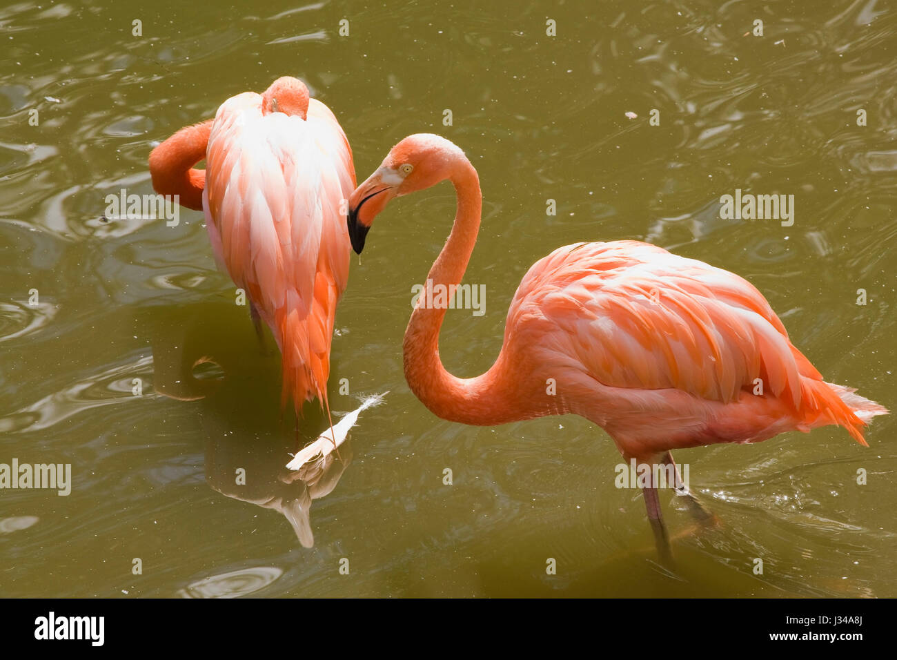 Rosa Flamingos Phoenicopterus in Gefangenschaft waten in einer Lagune, Granby Zoo, Eastern Townships, Quebec, Kanada Stockfoto