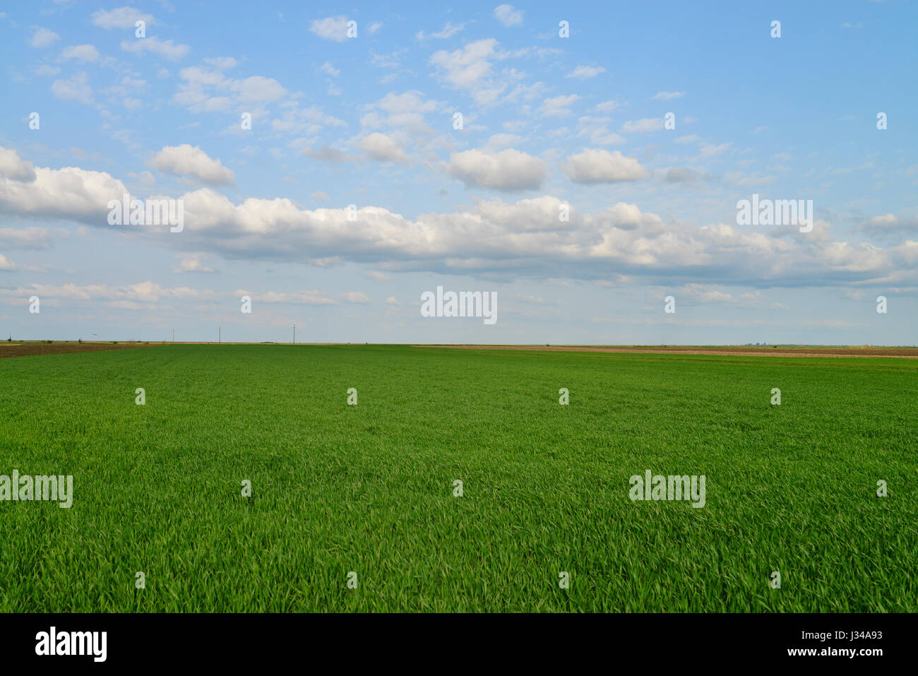 Frühlingsgrün Feld blauen Himmel Landschaft Stockfoto