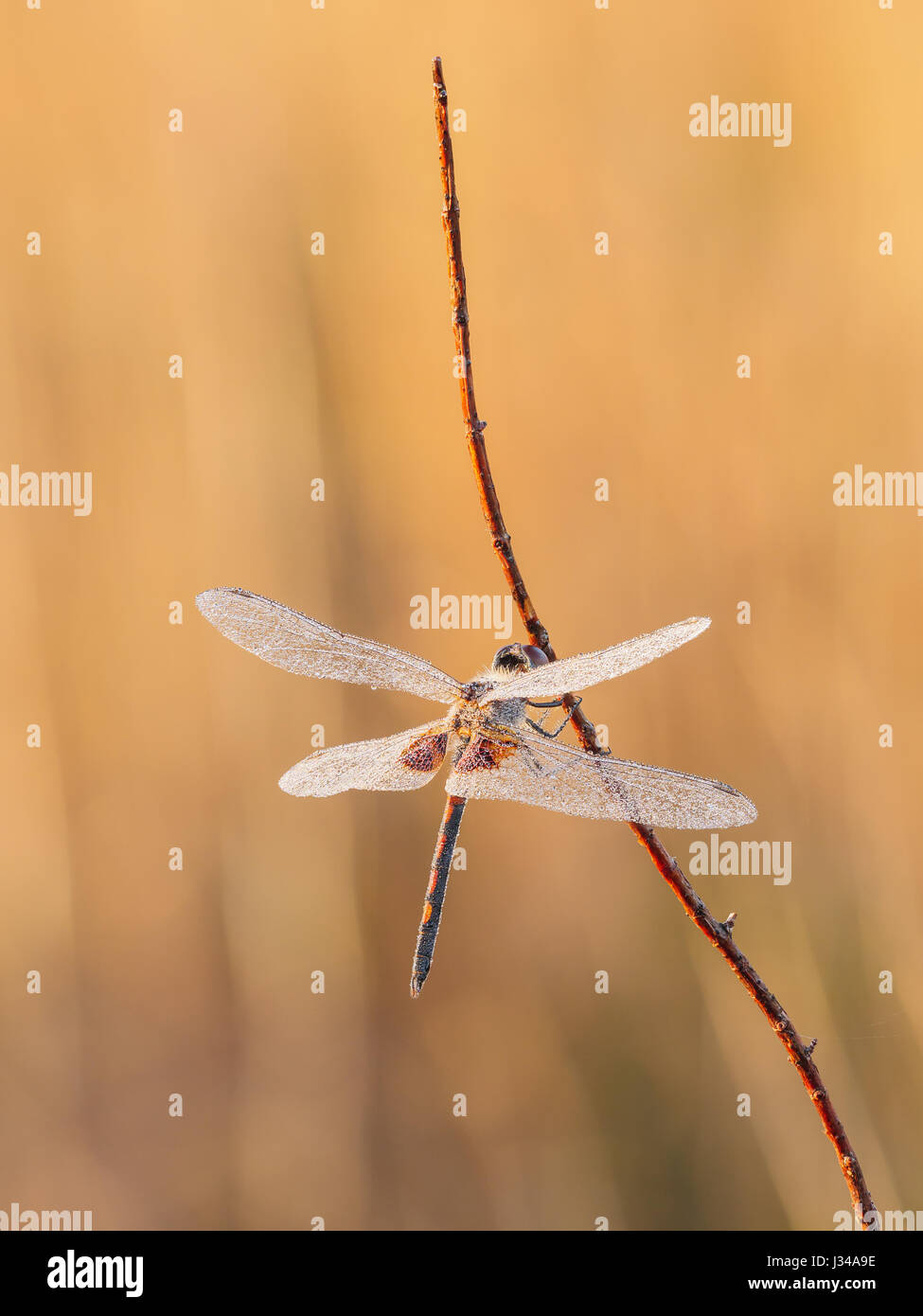 Ein Tau bedeckt männlichen verzierten Wimpel (Celithemis Ornata) sitzt auf ihre Übernachtung Schlafplatz auf einem Pflanzenstängel in den frühen Morgenstunden. Stockfoto