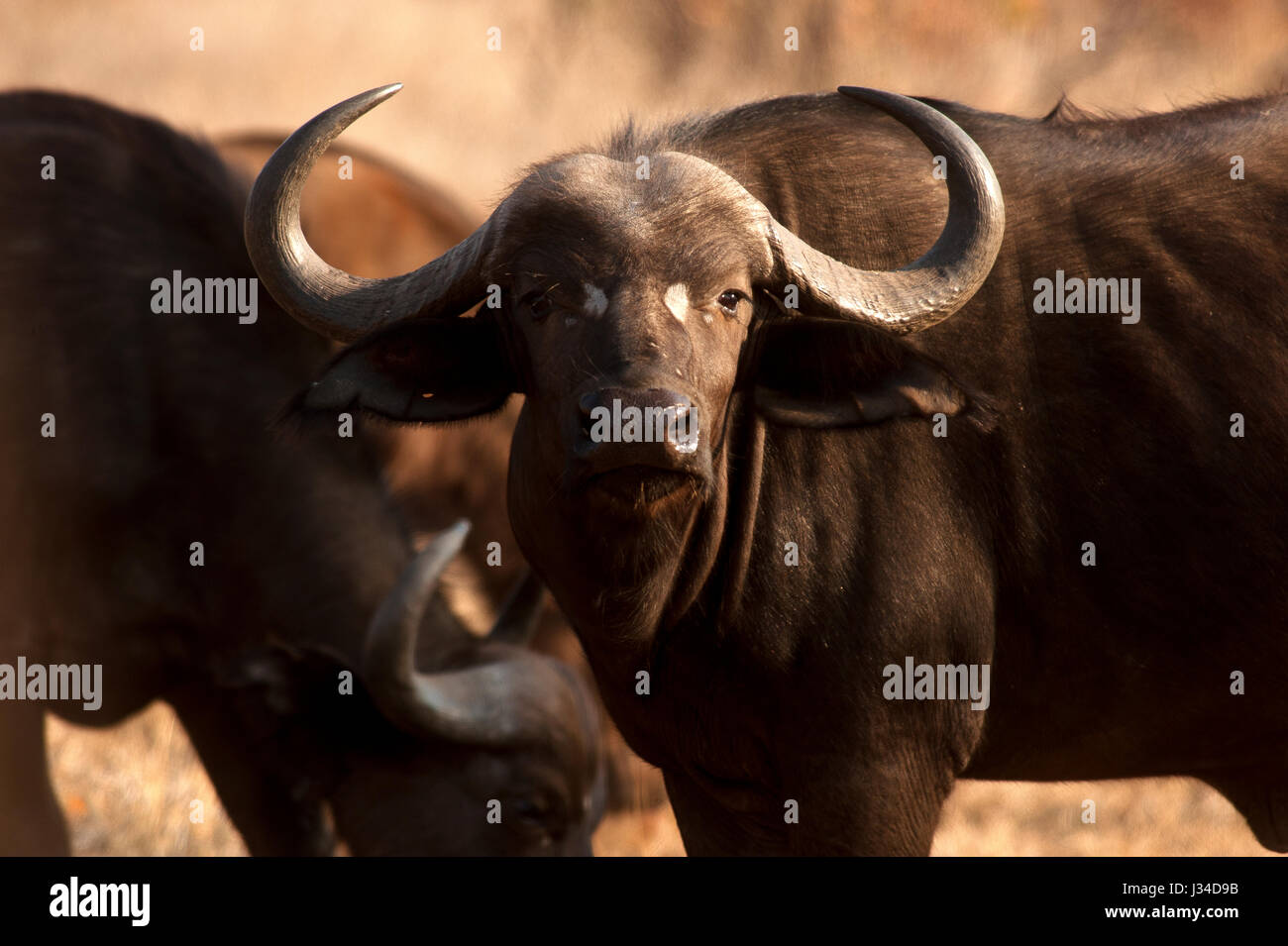Buffalo im Krüger Nationalpark, Südafrika Stockfoto