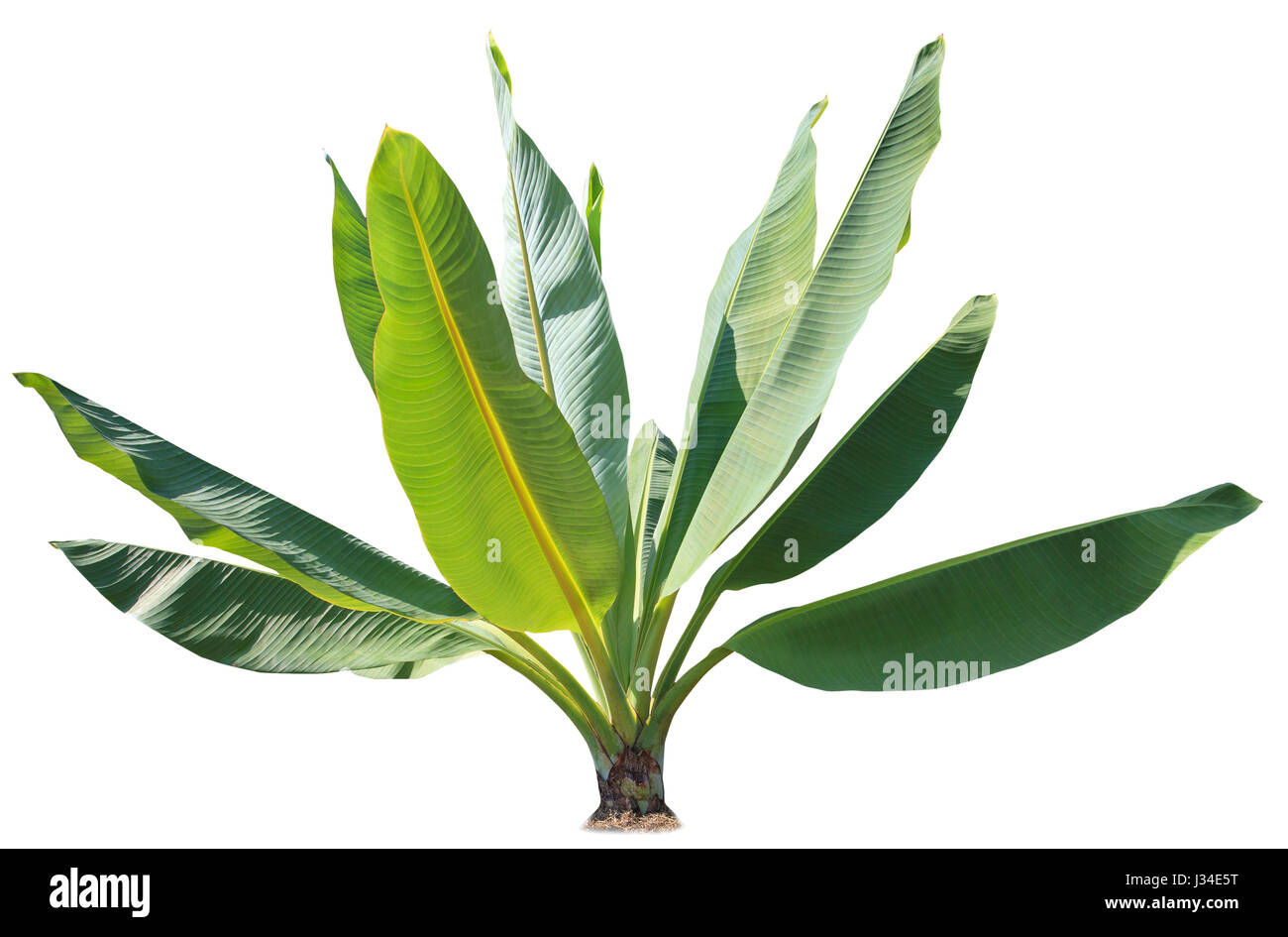 Naturliche Bananenblatter Grune Pflanze Fur Dekoriert In Park Und Garten Isolierten Weissen Hintergrund Stockfotografie Alamy
