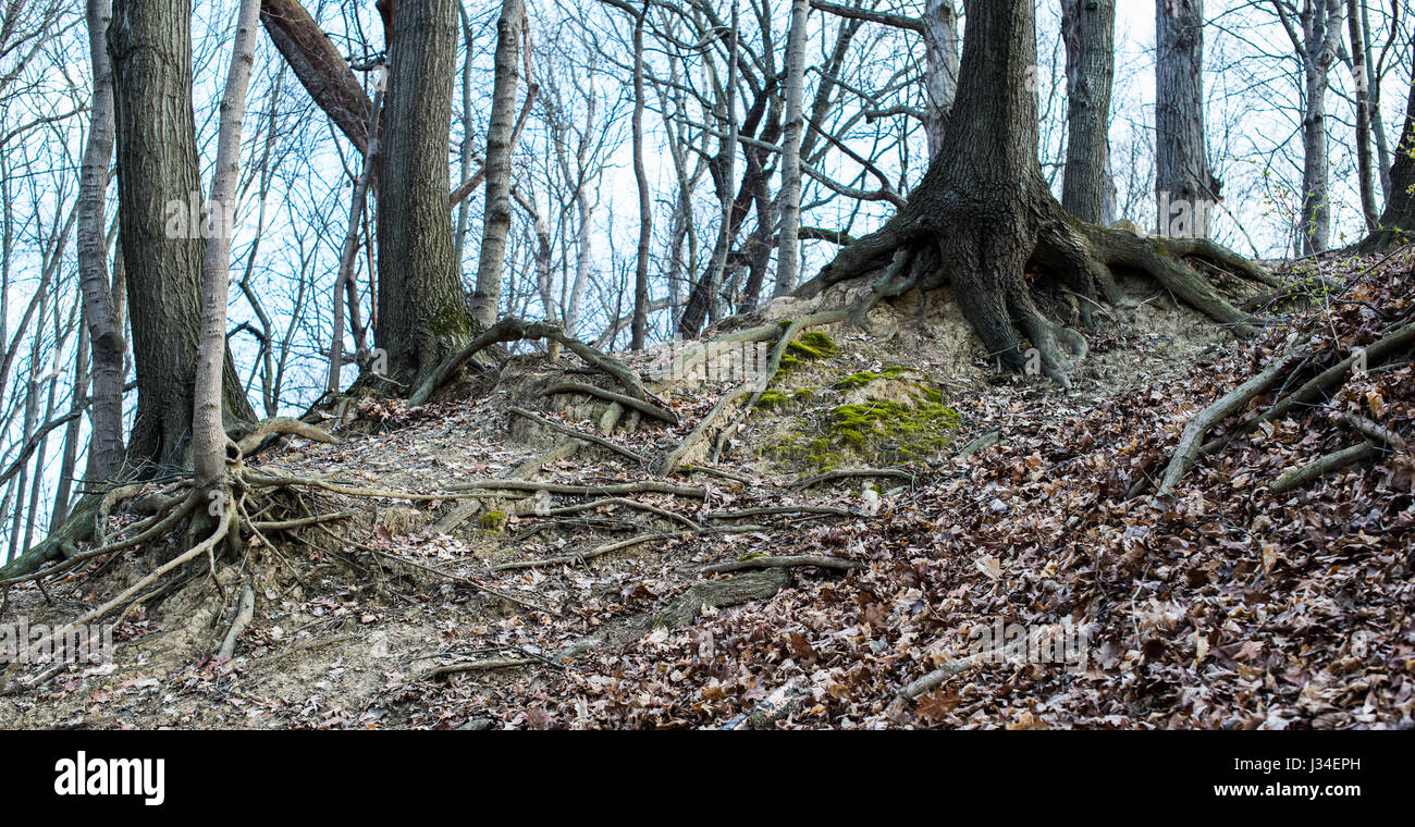 Wurzeln der Bäume zeichnen sich gegen Rad / Wanderwege in einer etwas hügeligen Gegend in einem Stadtpark Lafayette. Stockfoto