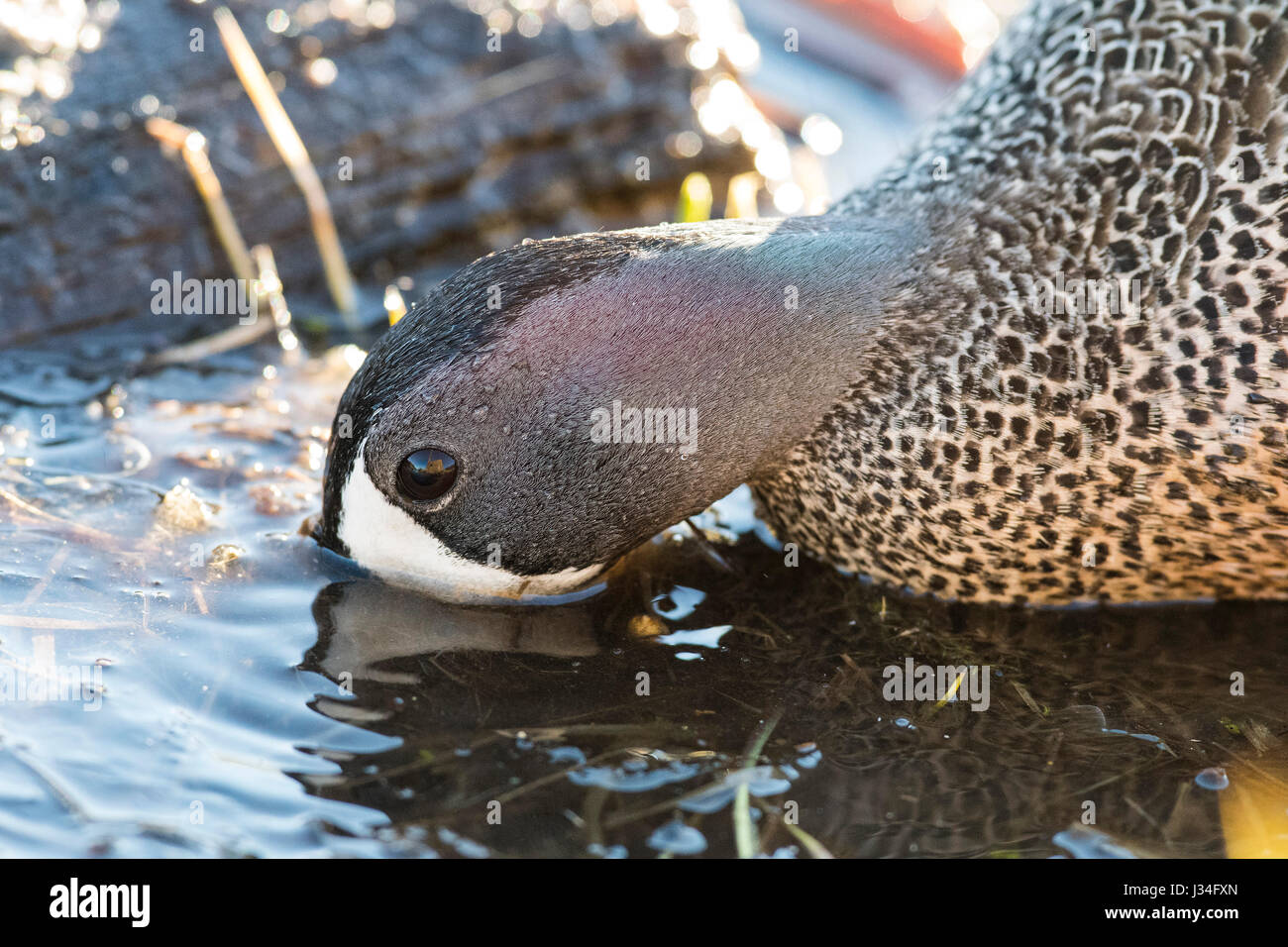 Blue-winged Teal auf einem Feuchtgebiet Stockfoto