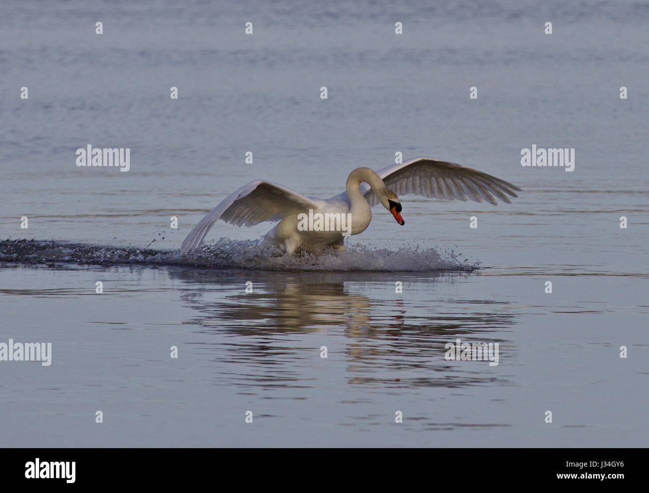 Schönen Hintergrund mit einem mächtigen Schwan Landung Stockfoto