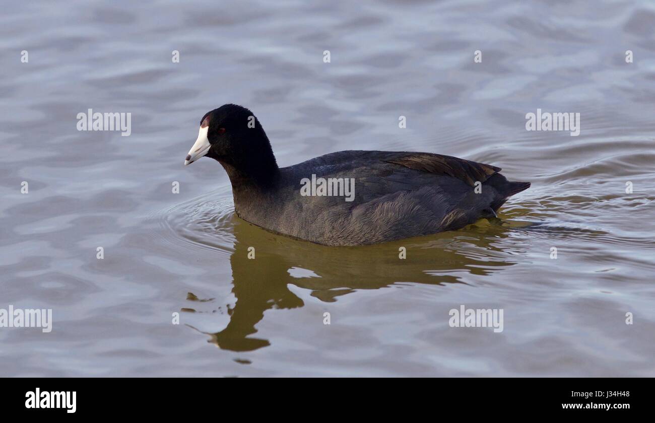 Schönes Foto von erstaunliche Amerikanisches Blässhuhn im See Stockfoto