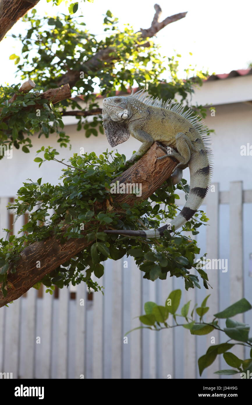 Grau Green-ish Leguan in einem Baum Stockfoto