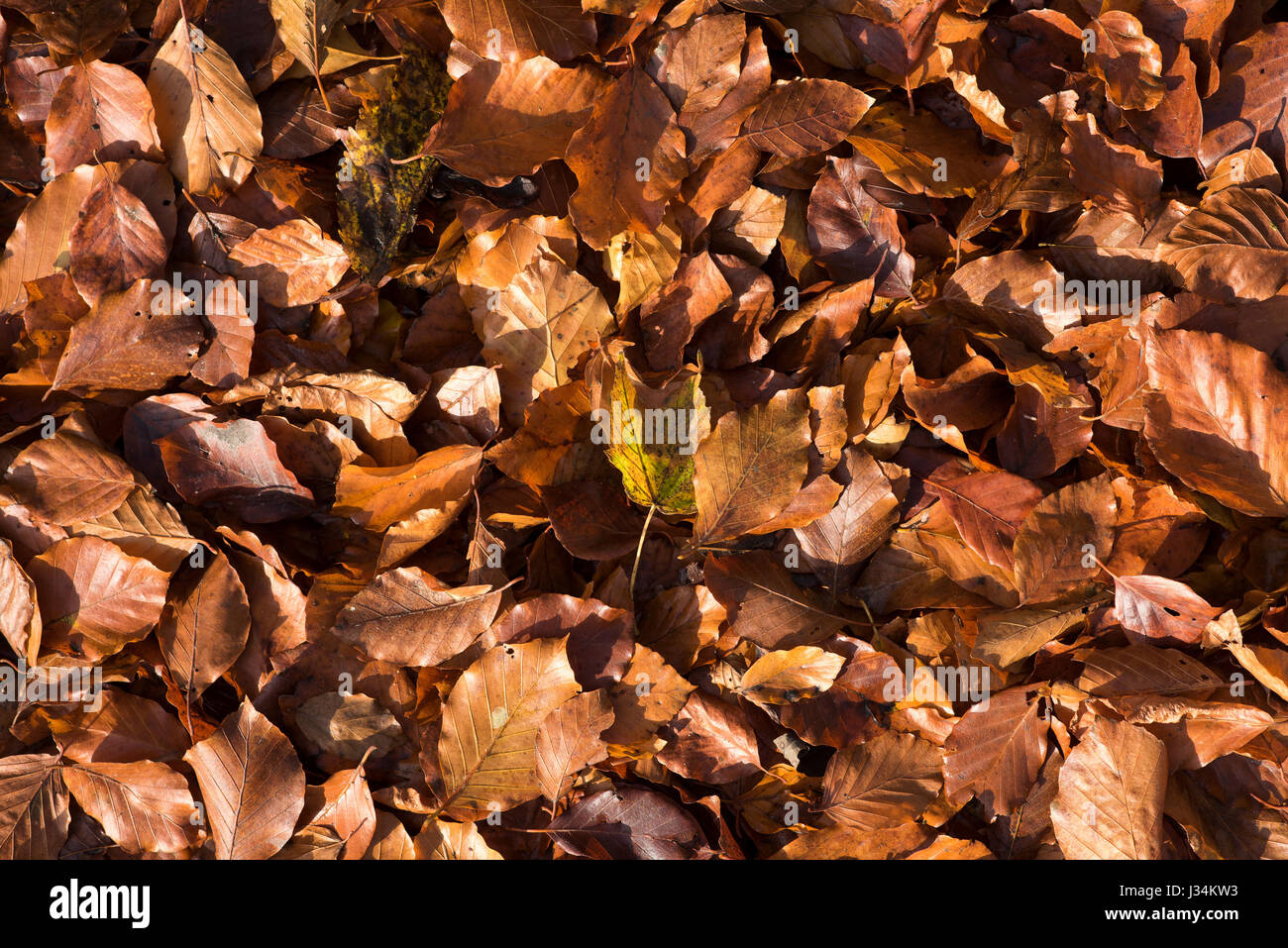 Nahaufnahme von Herbstlaub, Chipping, Preston, Lancashire. Stockfoto