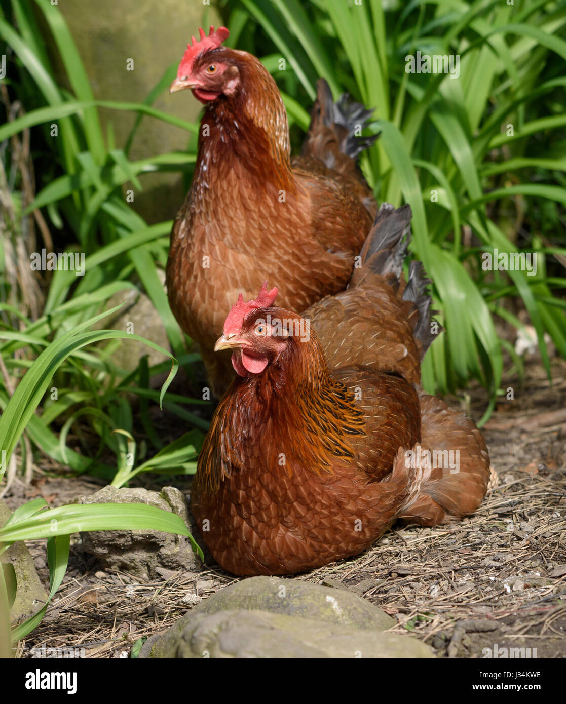 Nahaufnahme eines Welsummer oder Welsumer Huhn, eine niederländische Rasse des Haushuhns, in einem Garten, Chipping, Lancashire. Stockfoto