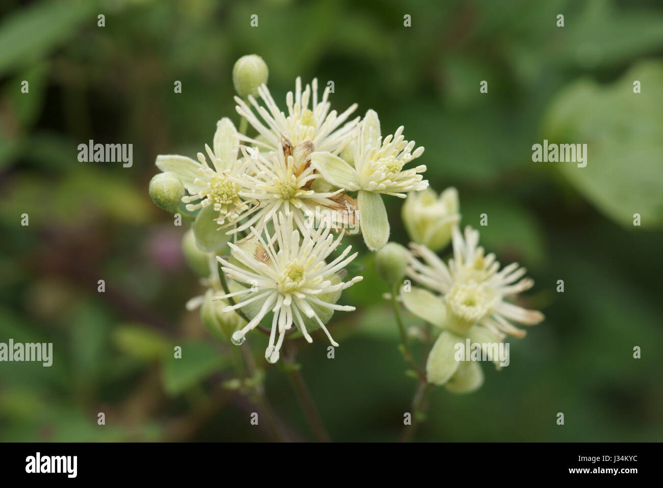 Clematis vitalba Stockfoto