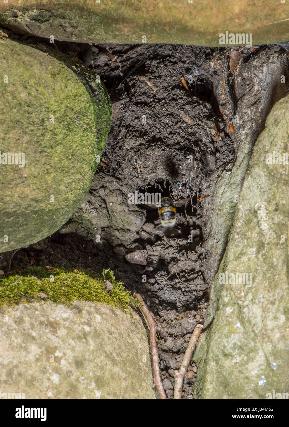 Bumble Bee Nest in Stein Gartenmauer, Chipping, Lancashire. Stockfoto