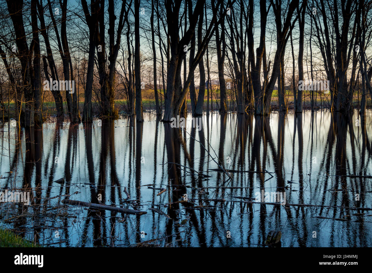 Laubbäume im Sumpf Wasser reflektiert, bei Sonnenuntergang Stockfoto