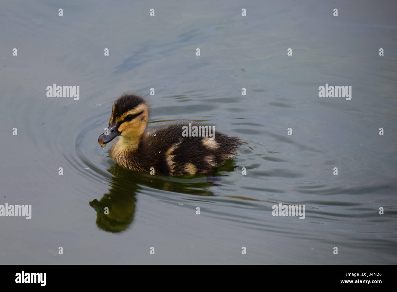 Einzelne junge Stockente Entchen schwimmen auf dem See Stockfoto