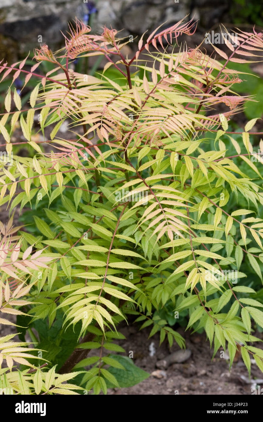 Sorbaria Sorbifolia 'Sem' Laub im Frühjahr Stockfoto