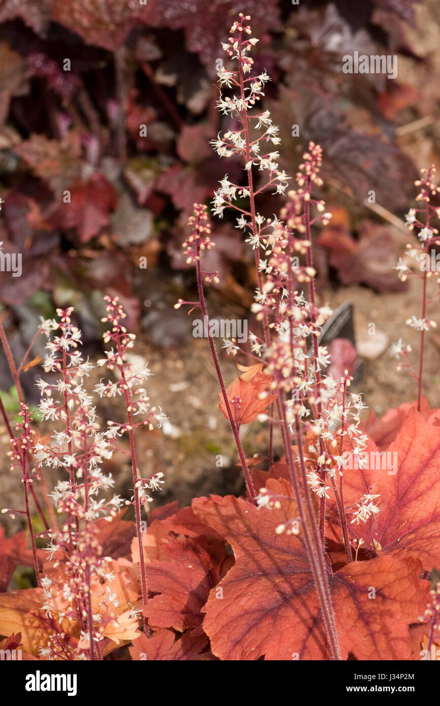 Heucherella süßer Tee Stockfoto