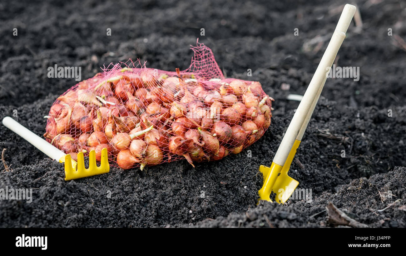 kleinen Saatzwiebeln liegt im Raster auf den vorbereiteten weichen Boden neben der Gartengeräte, Schaufeln und Rechen horizontalen Rahmen Stockfoto