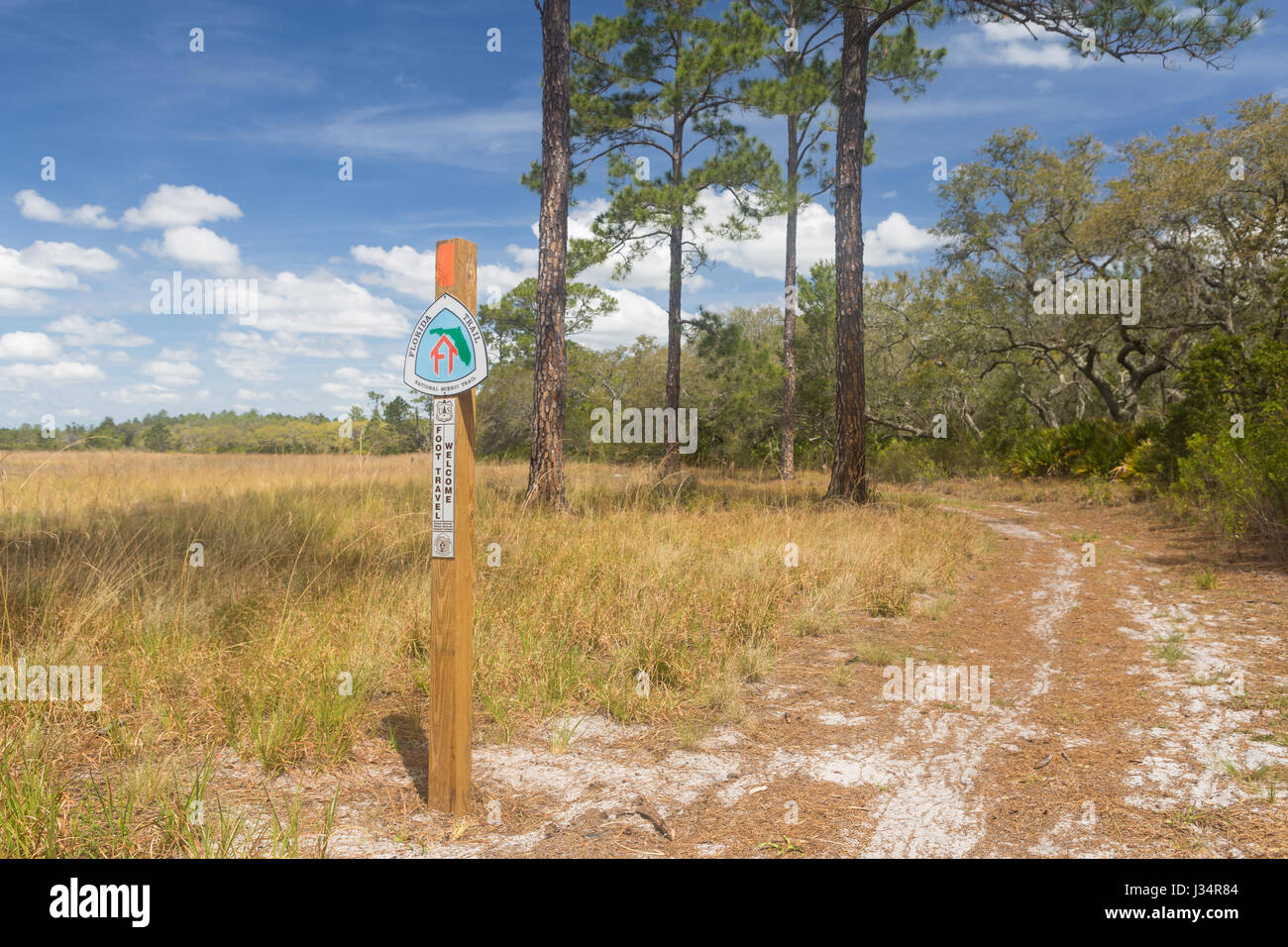 Die Florida Trail, ein National Scenic Trail, schlängelt sich durch den Sand Kiefer Gestrüpp und Eiche Hängematte Lebensräume von Hopkins Prairie in Ocala National Forest. Stockfoto