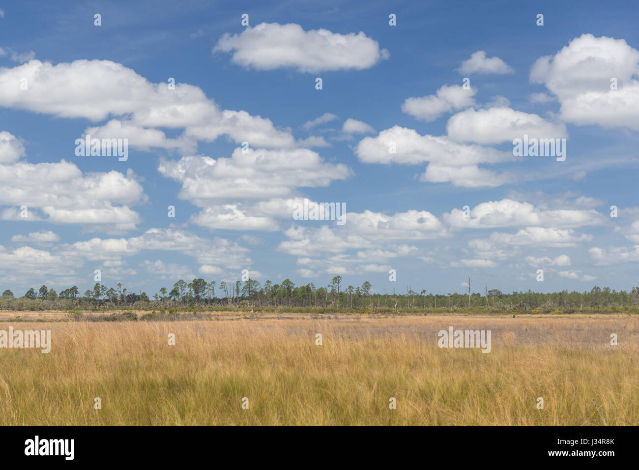 Ein Blick auf Hopkins Prairie in Ocala National Forest in Florida. Stockfoto