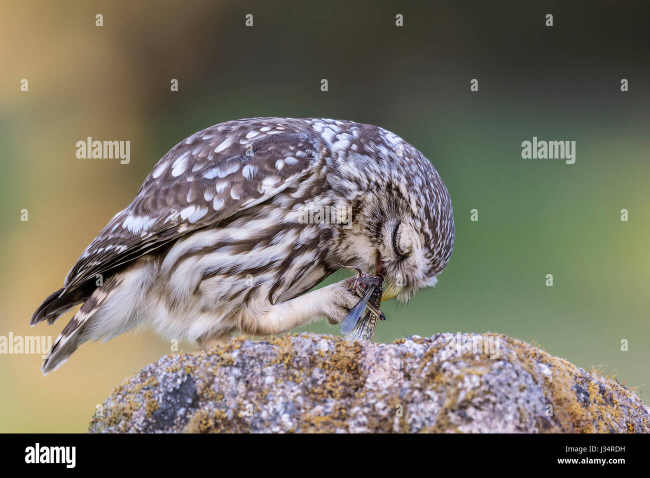 Kleine Eule Stockfoto