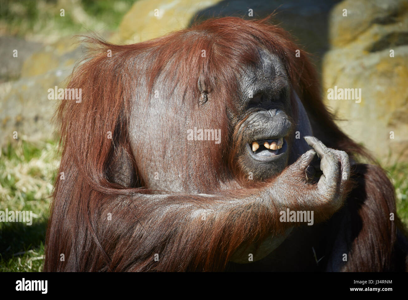 Affe im Zoo von Blackpool Stockfoto