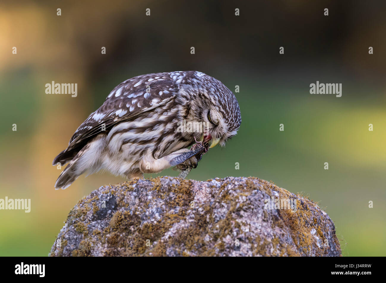 Kleine Eule Stockfoto