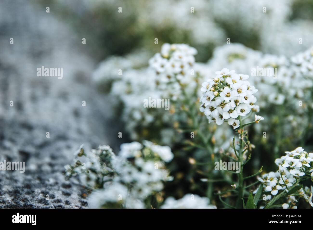 Haufen von kleinen weißen Blüten in Büscheln Stockfoto