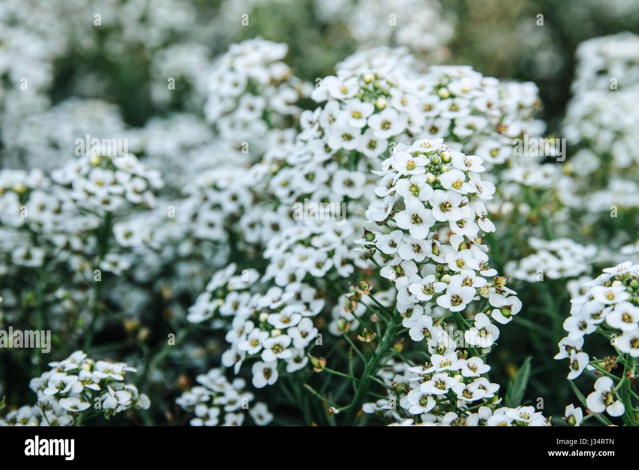 Haufen von kleinen weißen Blüten in Büscheln Stockfoto