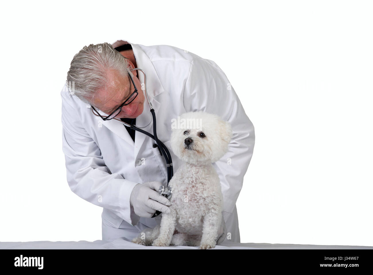 Modellbild veröffentlicht der älteren kaukasischen männlichen Tierarzt Prüfung weißer Pudelhund mit einem Stethoskop, isoliert auf weißem Hintergrund Stockfoto