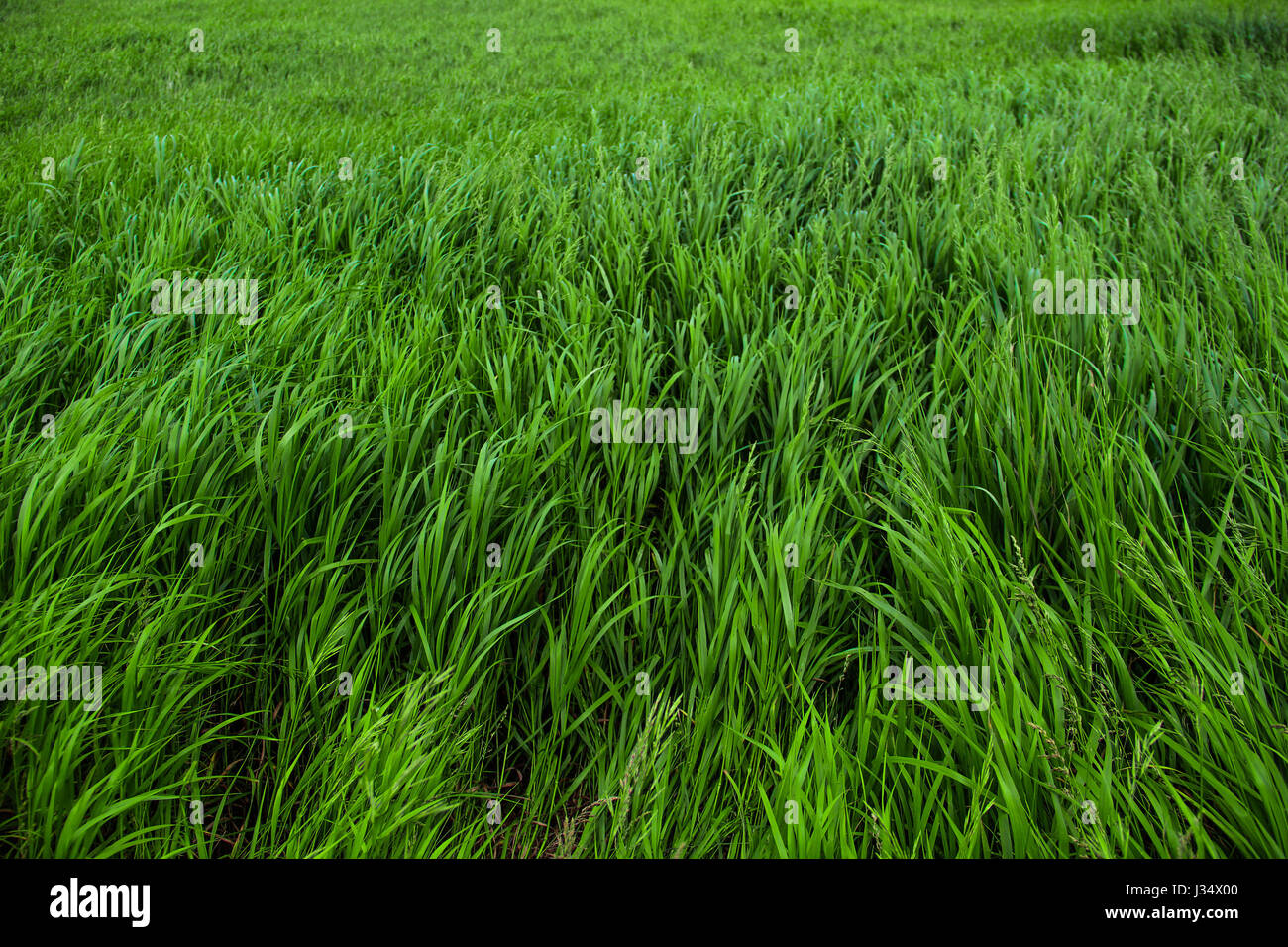 Grüner Grashintergrund, Natural World Stockfoto