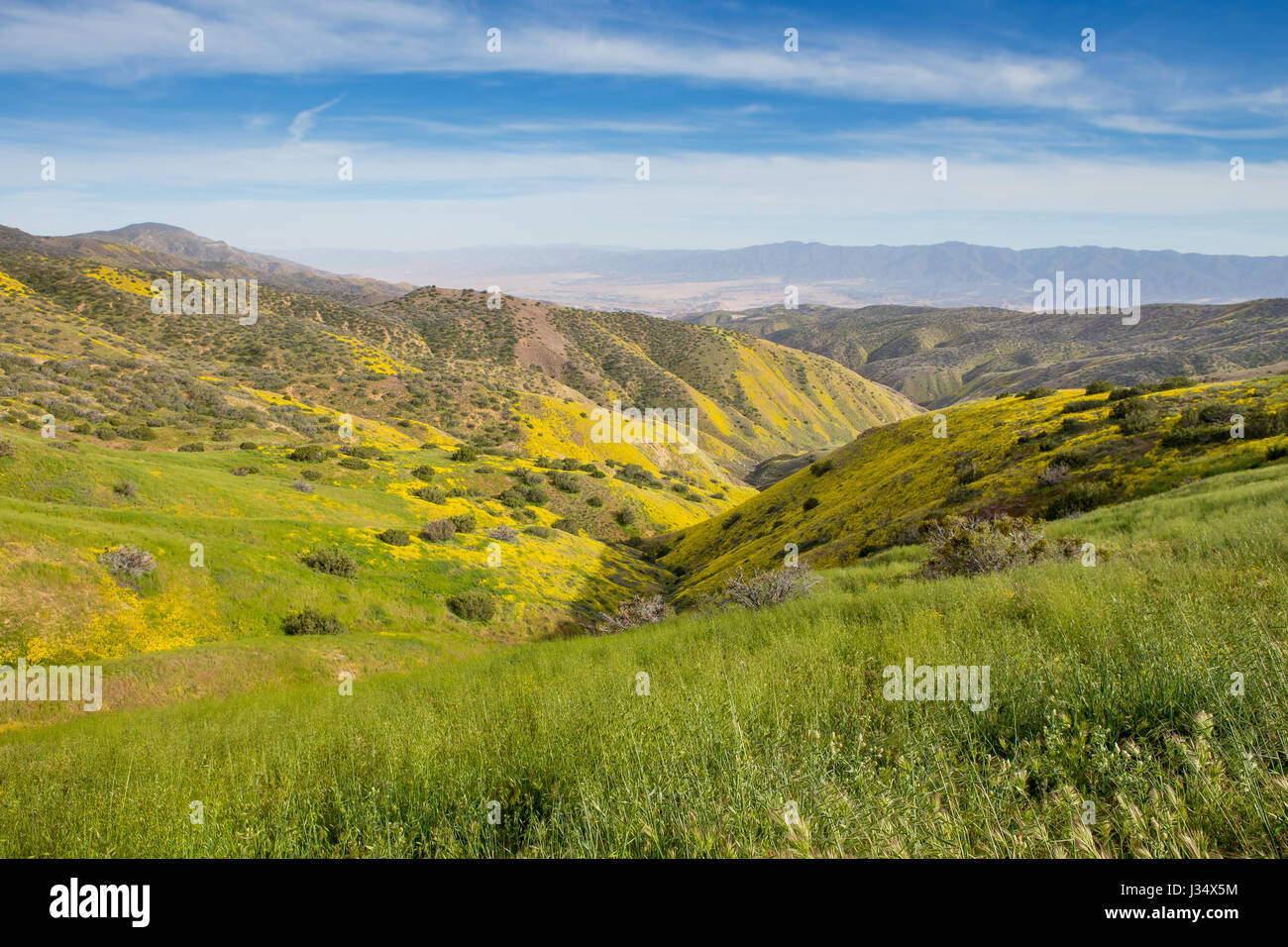 Wildblumenwiese im Bereich "Caliente" auf der westlichen Seite der Carrizo Plain in San Luis Obispo County in Kalifornien während der 2017 super Blüte Stockfoto