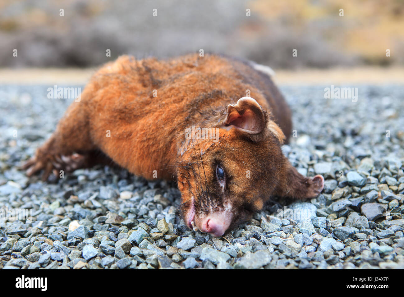 tot der wilden Possom auf der Straße in Aoraki ähnelte National park Südinsel Neuseeland Stockfoto