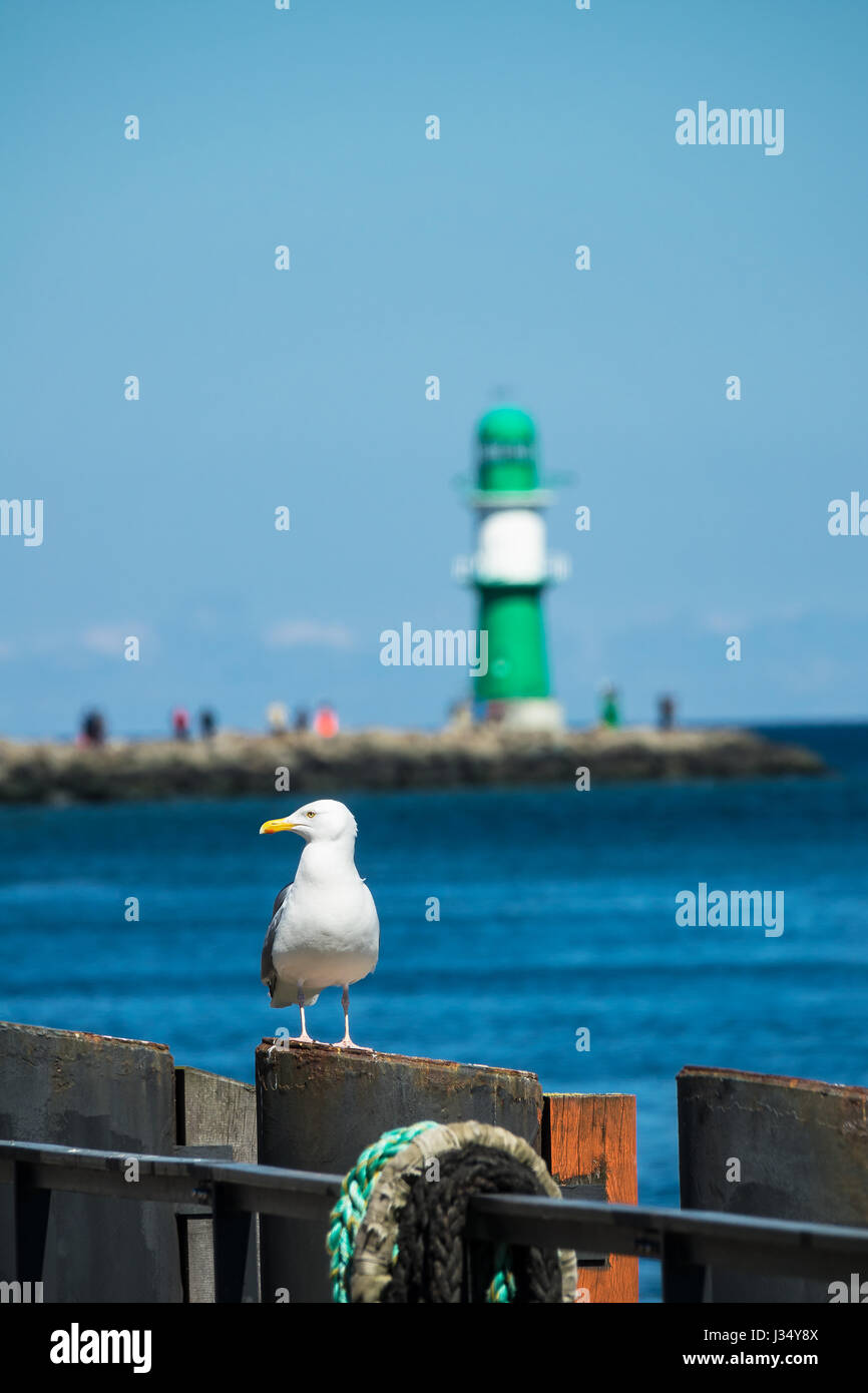 Der Maulwurf und eine Möwe in Warnemünde, Deutschland. Stockfoto
