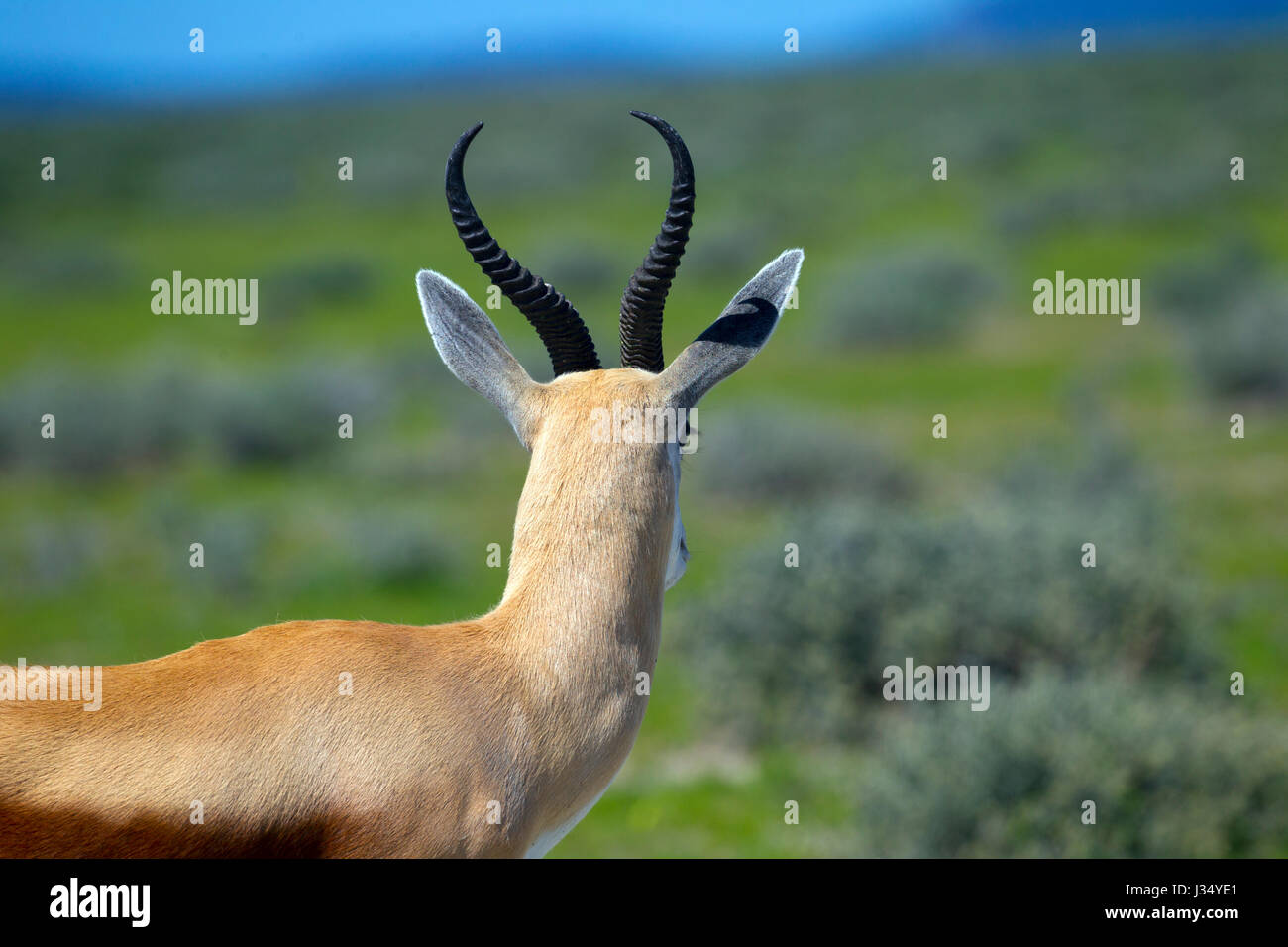 Springbok Antidorcas Marsupialis (Springbock ist das Nationaltier von Südafrika) Stockfoto