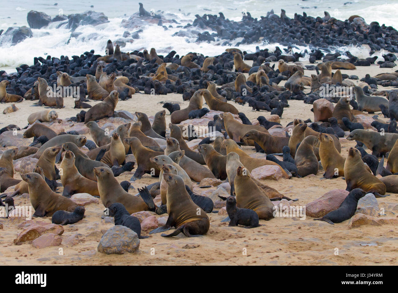 Braune Seebär Arctocephalus percivali am Cape Cross seal Kolonie Namibia Stockfoto