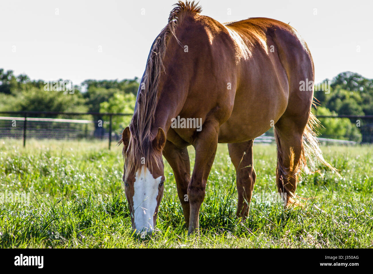 Schöne Kastanie/Sorrel Quarter Horses in Texas Weide Stockfoto