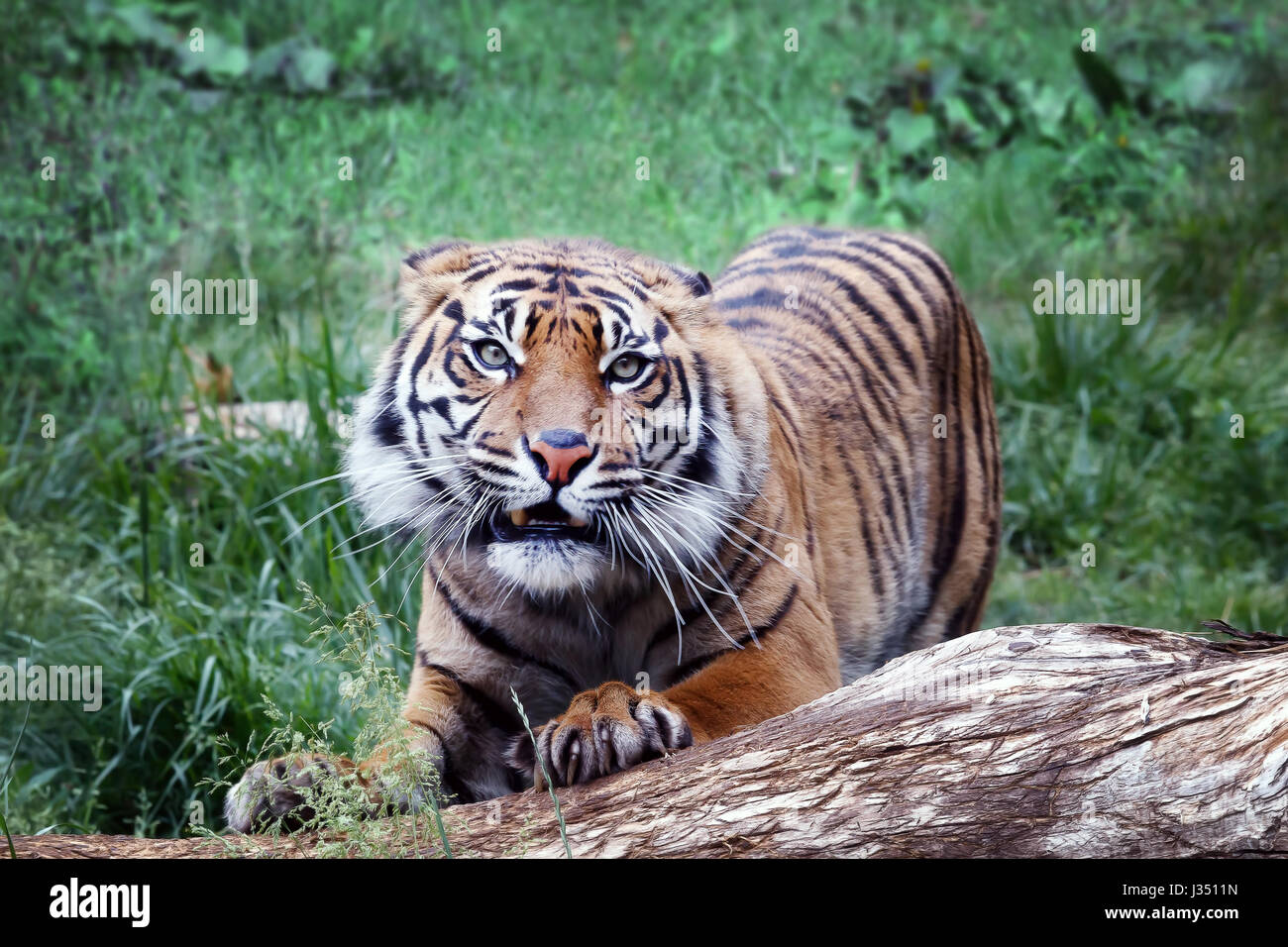 Junge Exemplare der Sumatra-Tiger, versteckt sich hinter einem Baumstamm droht. Stockfoto