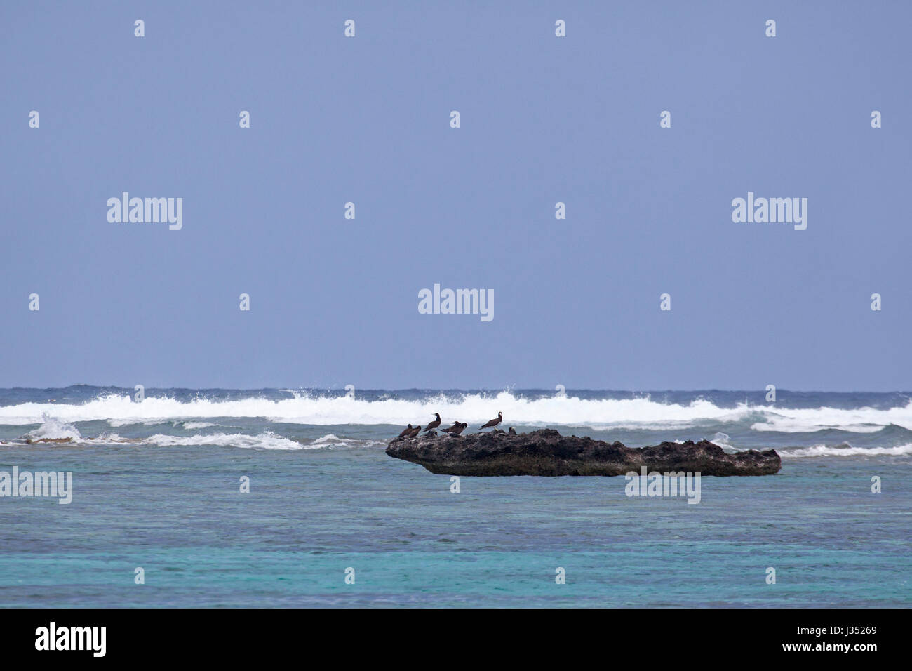 Braun Tölpel (Sula leucogaster) auf der Coral Barrier Reef Umgebung Midway Atoll Lagune, Papahanaumokuakea Marine National Monument gehockt Stockfoto