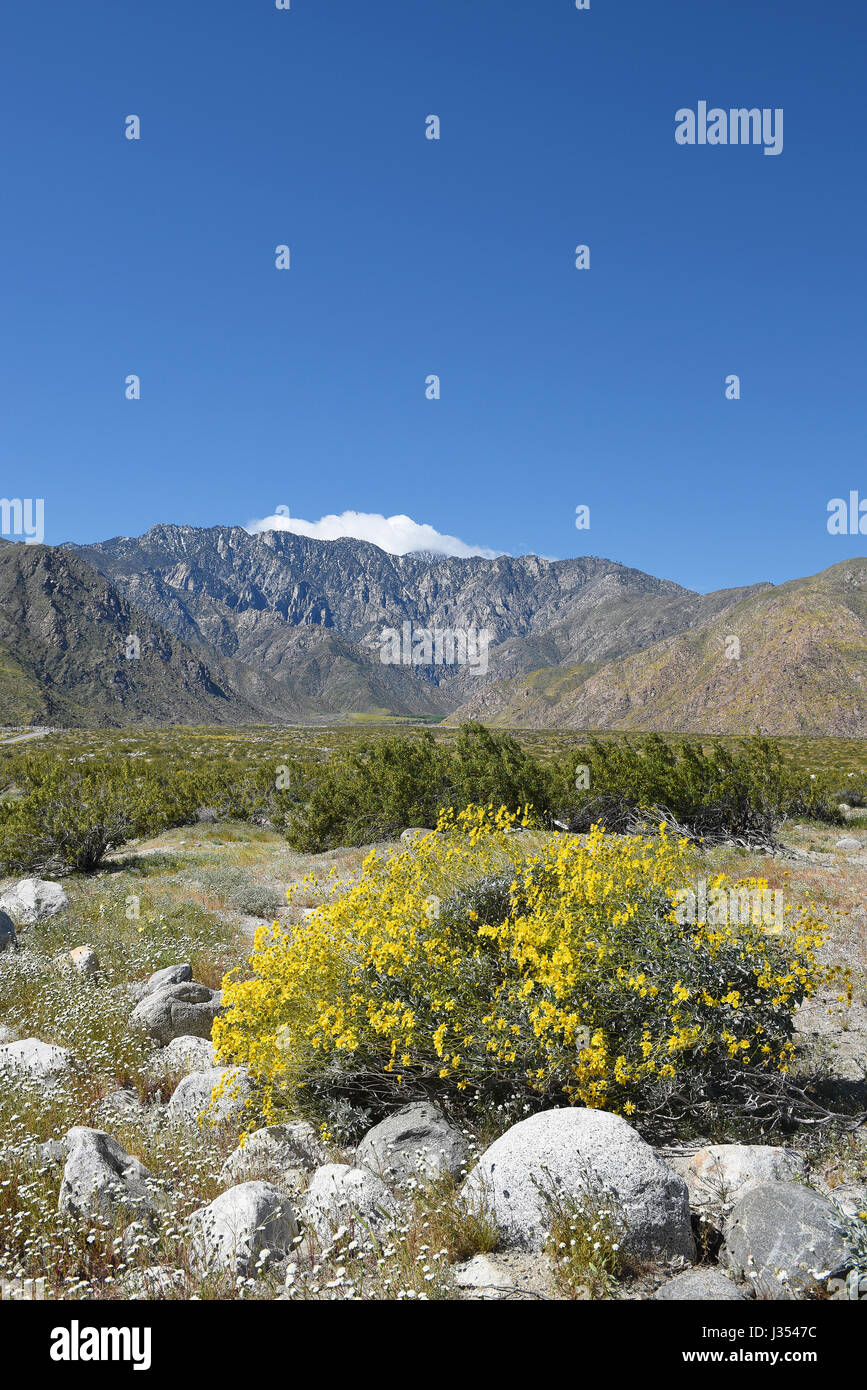 Wüste, Wildblumen und San Jacinto Berge. Gelbe Brittlebush (Encelia Farinsoa) Blumen dominieren die Landschaft mit Schnee und Wolke bedeckt Stockfoto