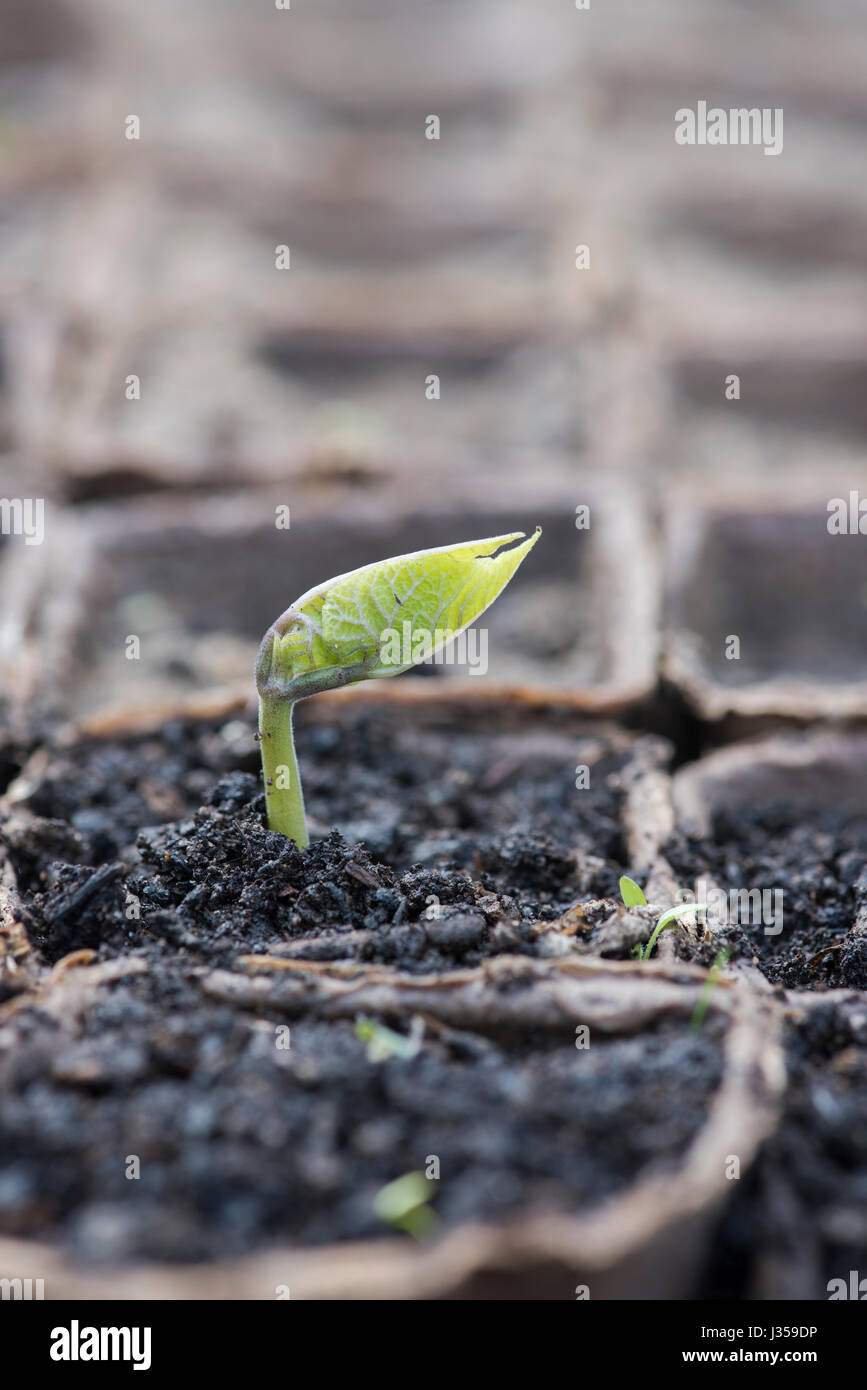 Phaseolus Coccineus. Runnner Bohne Sämling in biologisch abbaubaren Samen Töpfe sprießen Stockfoto